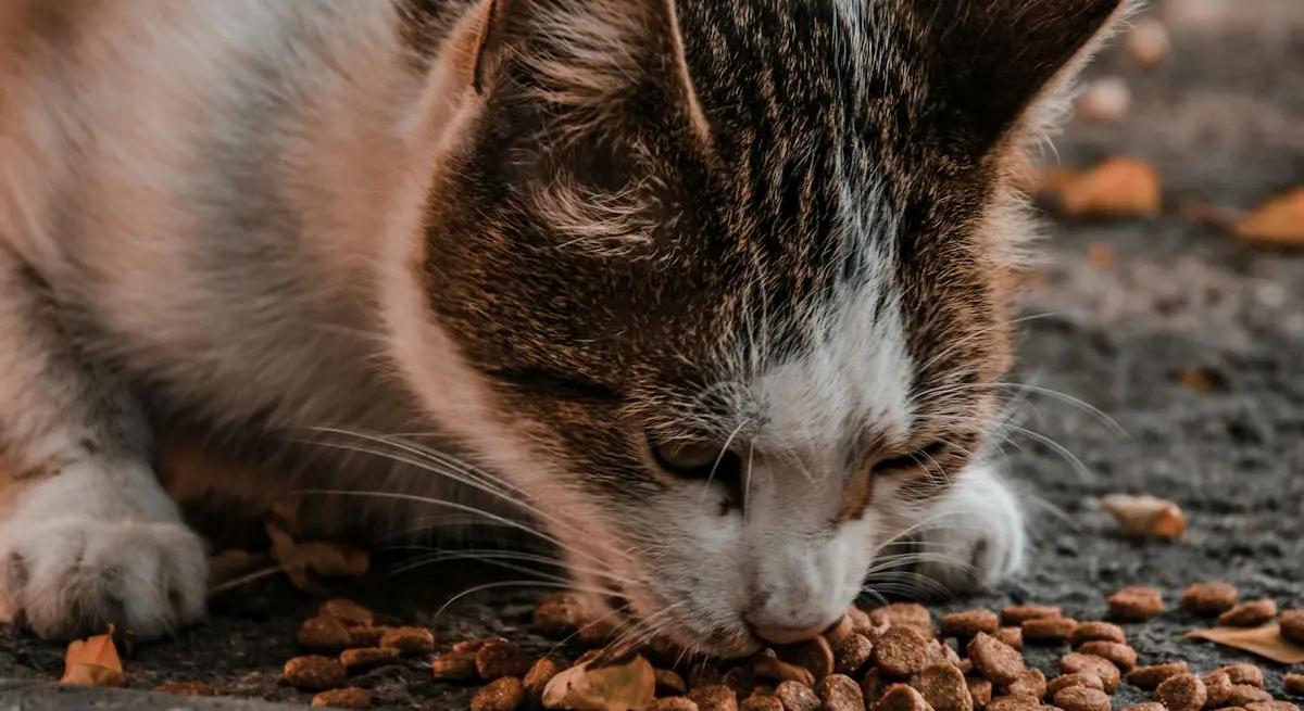 Alimentation du Chat Senior : Adapter les Repas après 7 Ans